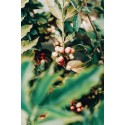 Coffee beans Coffee beans - Ethiopia 100% Arabica Single Origin - Caffè Carraro 1927 CARETG1KG