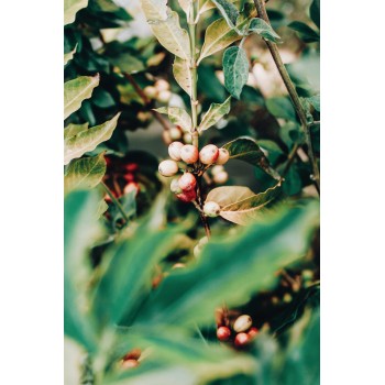 Coffee beans Coffee beans - Ethiopia 100% Arabica Single Origin - Caffè Carraro 1927 CARETG1KG