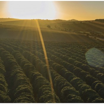 Nespresso® Compatible Capsules compatibles Nespresso® Mono Origine Rwanda 10x - Caffè Carraro 1927 CARRWANES10