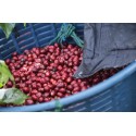 Accueil Café en grains Mono Origine Inde - Mokarico - 200g MOKAINDIA200
